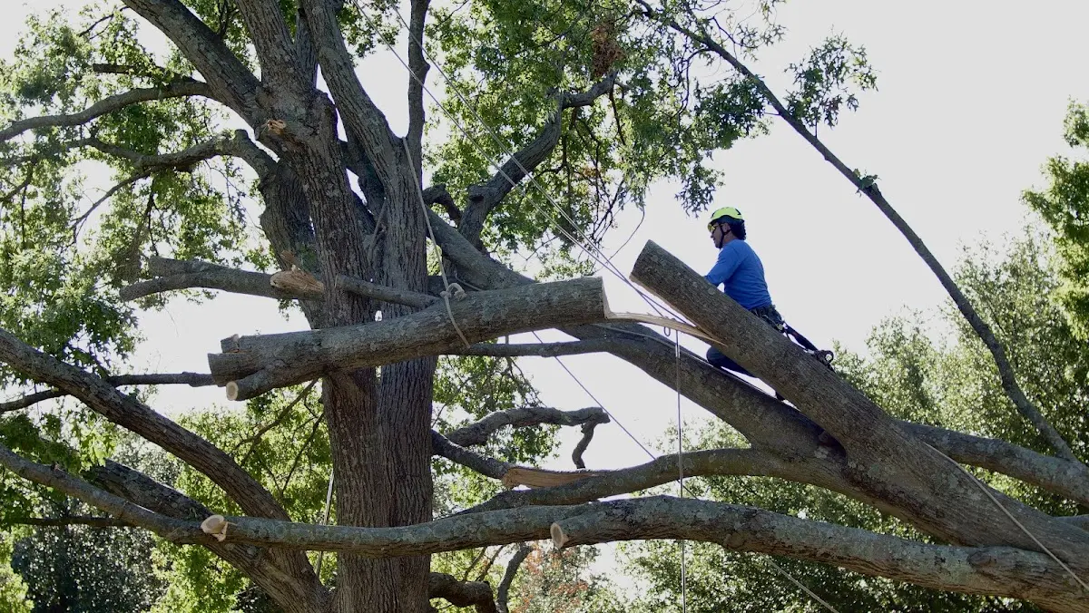Professional Hazardous Tree Removal performed by certified arborists in Braintree