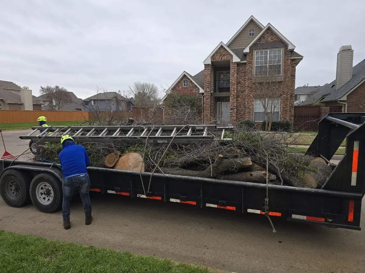 Expert Tree Fertilization with proper safety equipment in Braintree